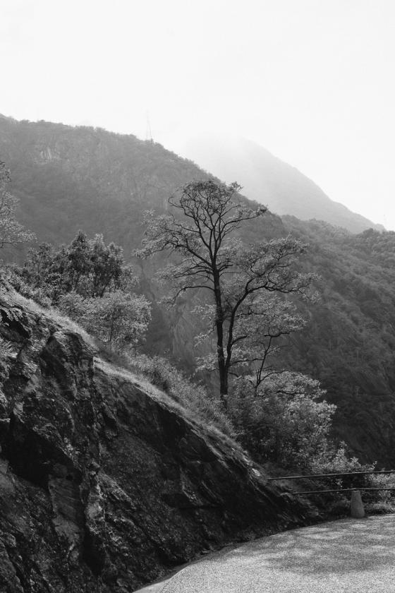 Arbre