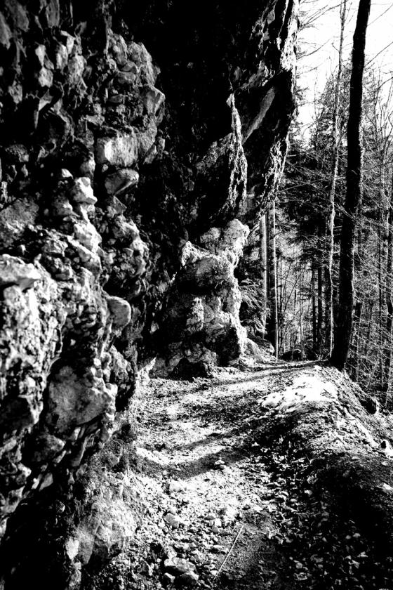 Forêt