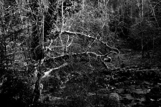 Forêt