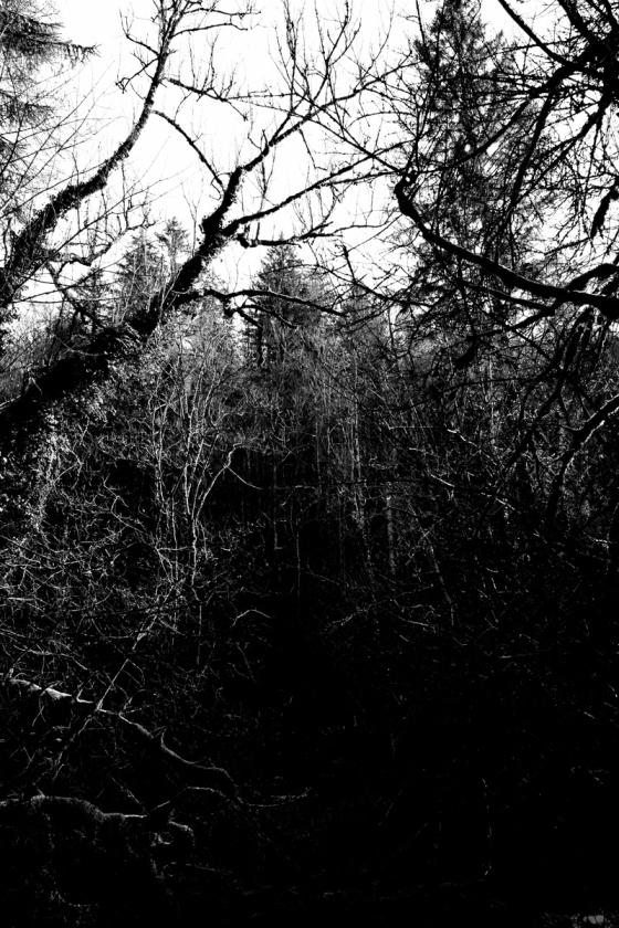 Forêt
