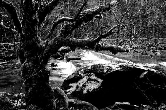 Forêt