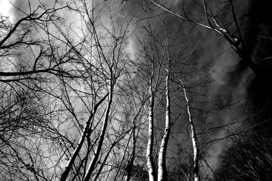 Forêt et ciel
