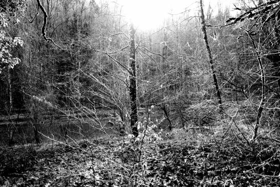 Forêt