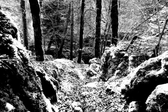 Forêt